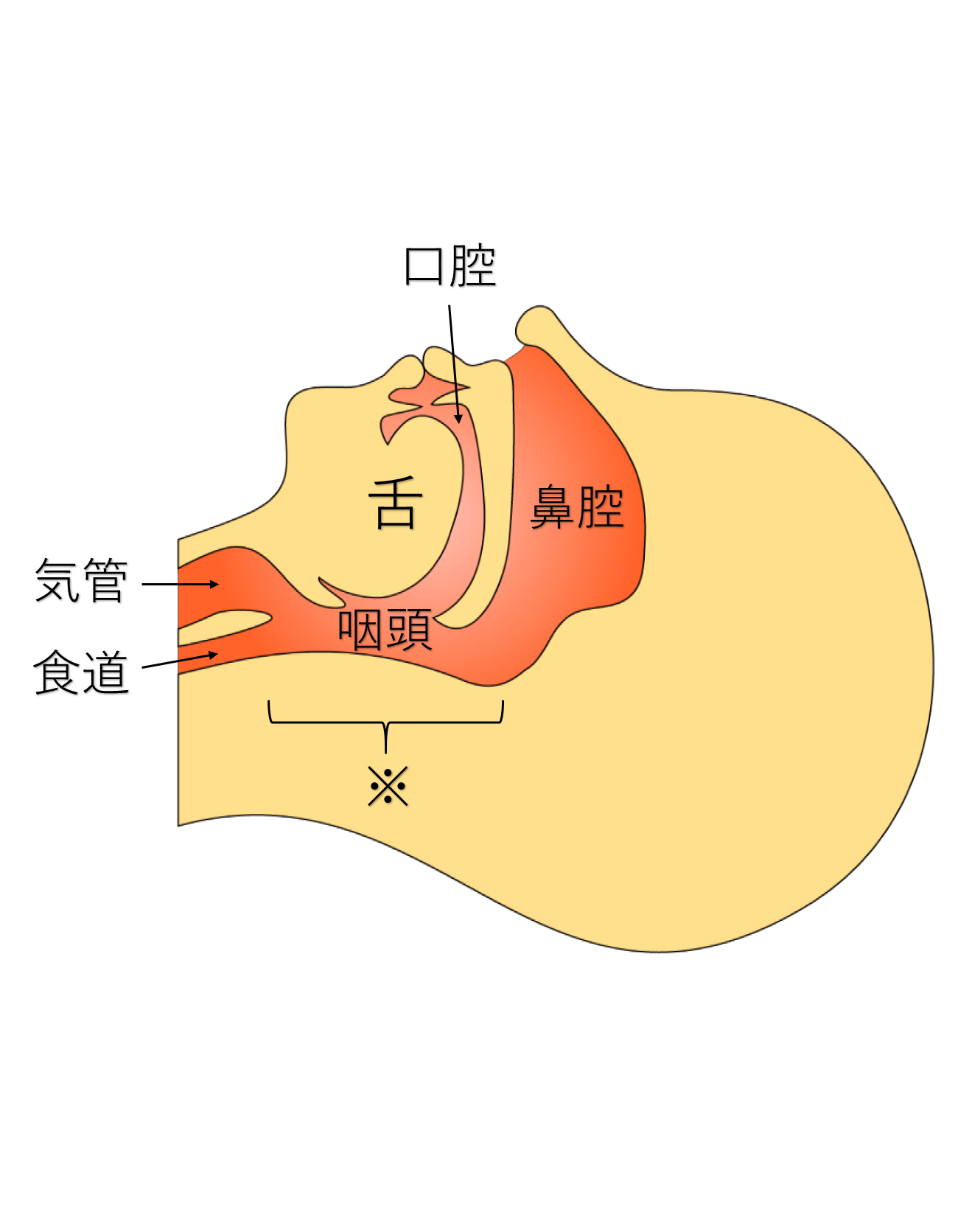 扁桃腺 手術 デメリット 大人