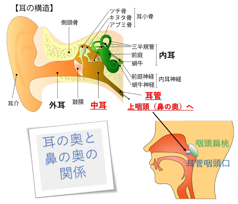 耳 が 詰まっ た 感じ コロナ