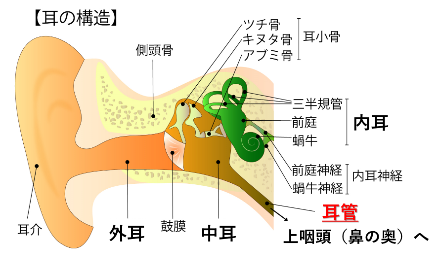 耳の症状 病気とめまい おんだ耳鼻咽喉科クリニック 葛飾区白鳥