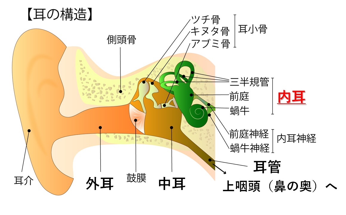 耳の症状 病気とめまい おんだ耳鼻咽喉科クリニック 葛飾区白鳥